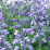 Baptisia 'Purple Smoke' .png